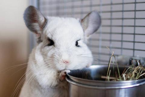Mean looking Chinchilla Image