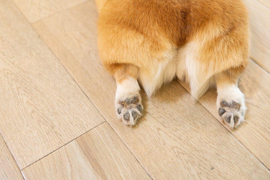 Corgis Sploots with feet out