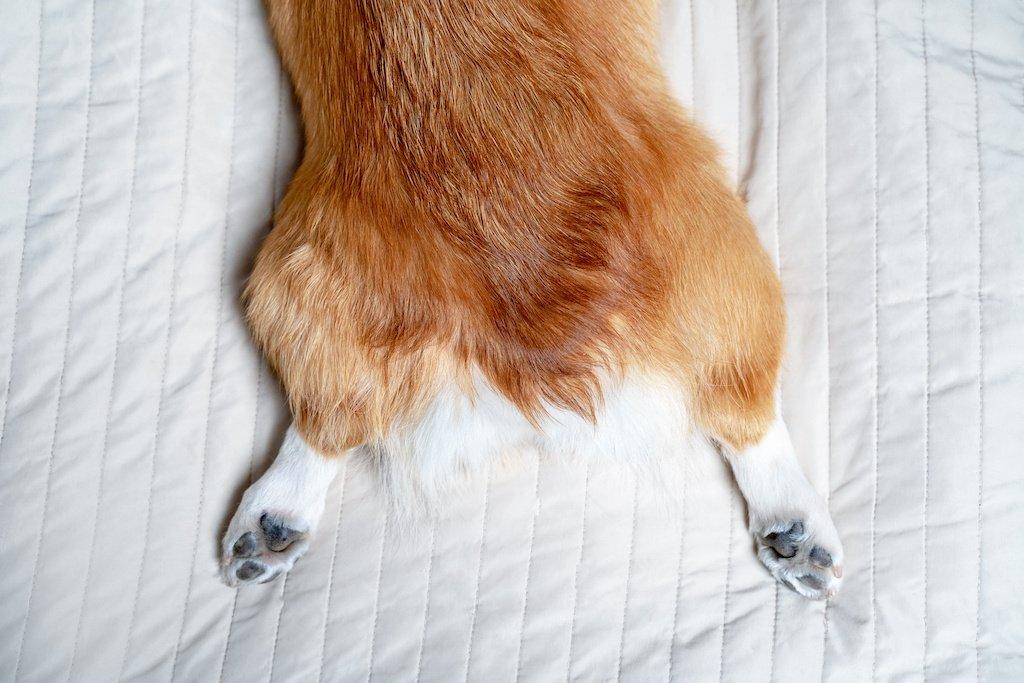 Corgi Splooting with feet back