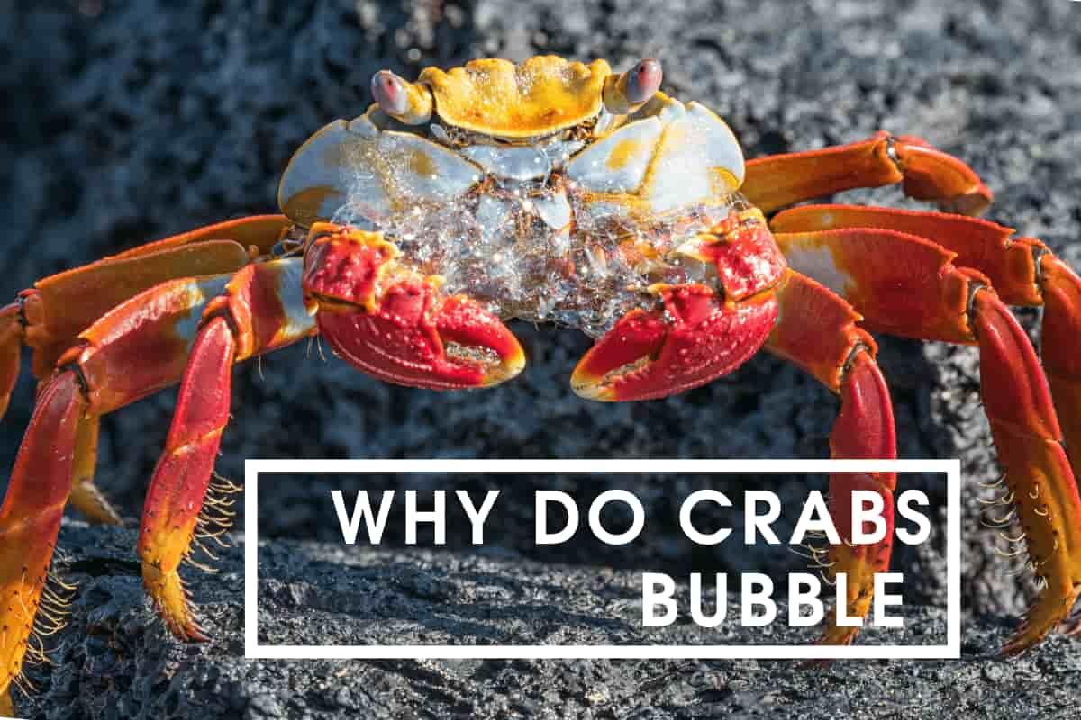 Why Do Crabs Bubble At The Mouth