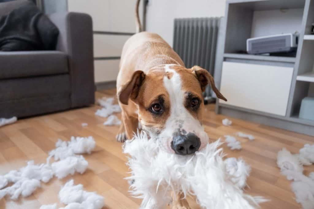 Brown and white dog destroying a pillow in living room.
