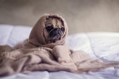 Sick pug wrapped in a blanket.