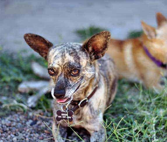 brindled chihuahua