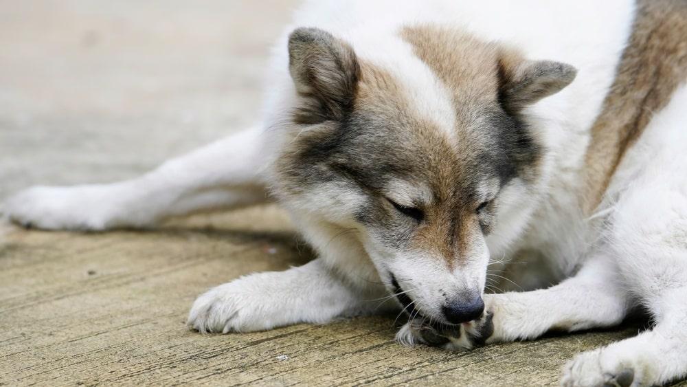 Husky dog chewing back paw.