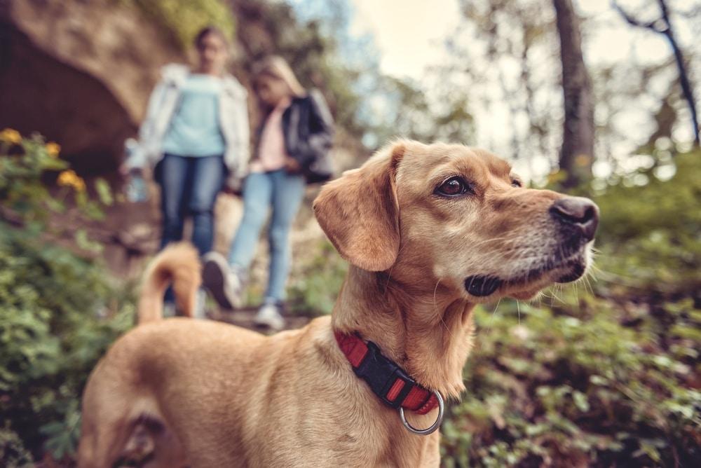 Yellow medium-sized dog in foreground hiking with two women.
