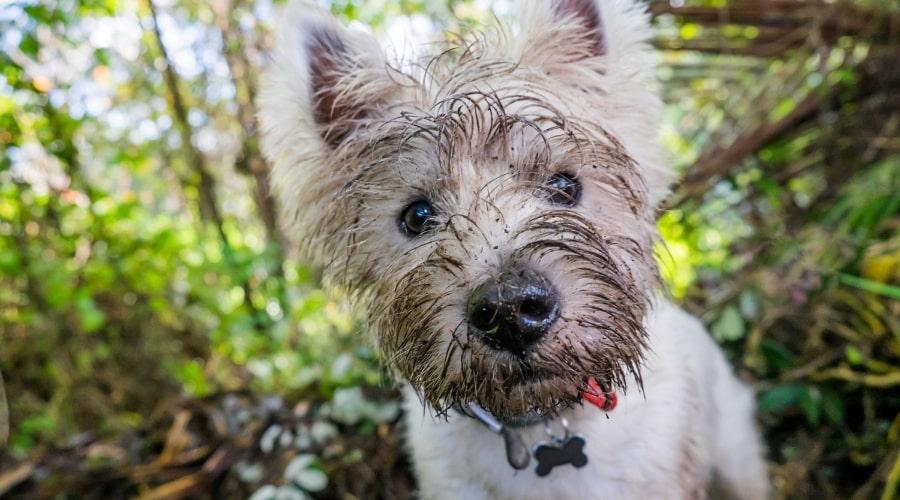 White Dog With Dirty Face