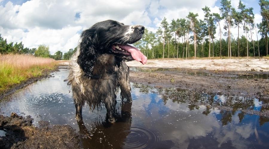 Black and White Dog Playing in a Puddle