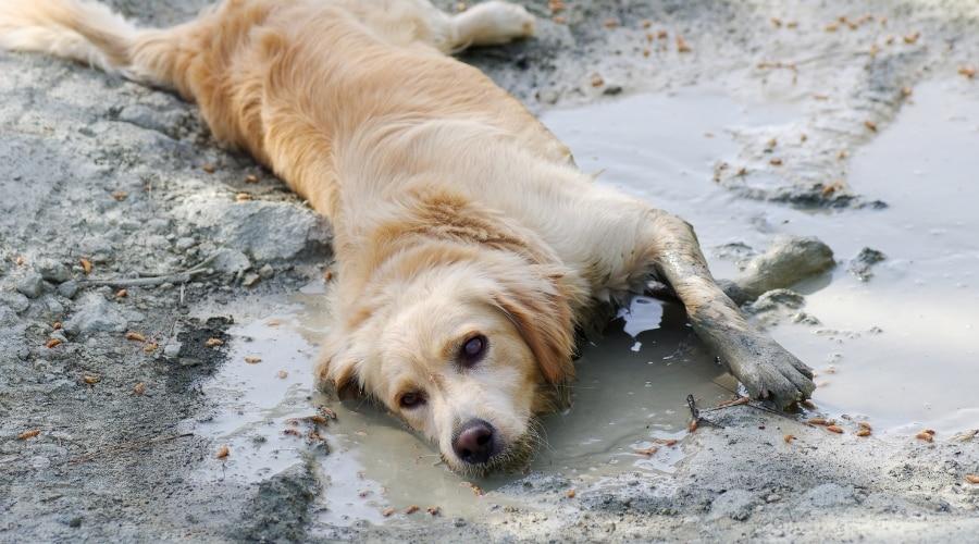 Golden Dog Laying in Wet Dirt