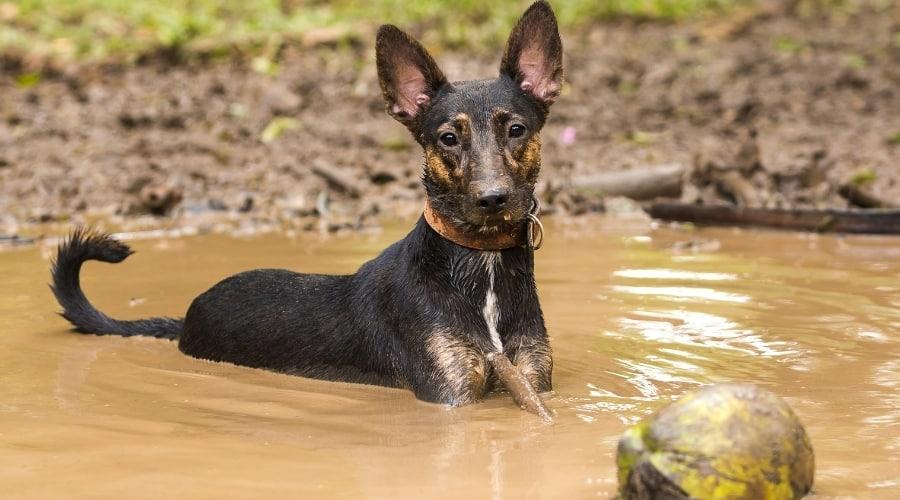 Mutt Playing in a Puddle