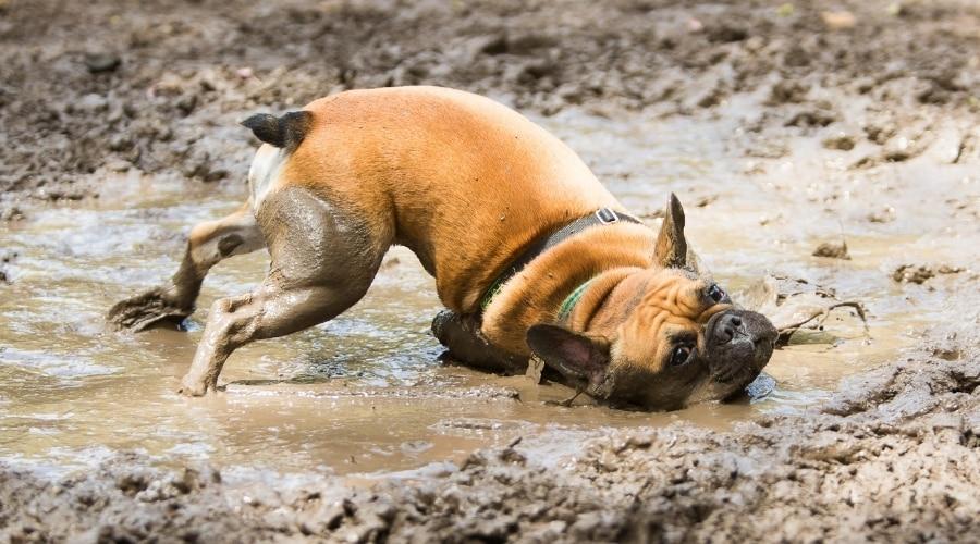 French Bulldog Rubbing Its Neck in a Puddle