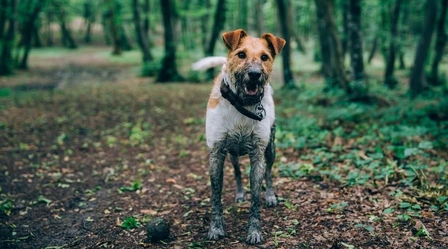 Jack Russell Covered in Dirt