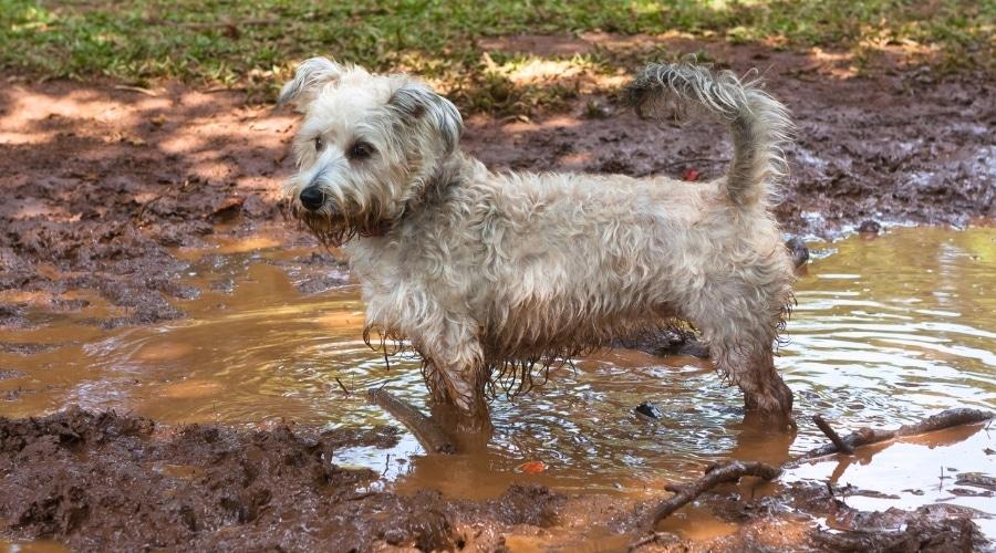 White Dog Covered in Wet Dirt