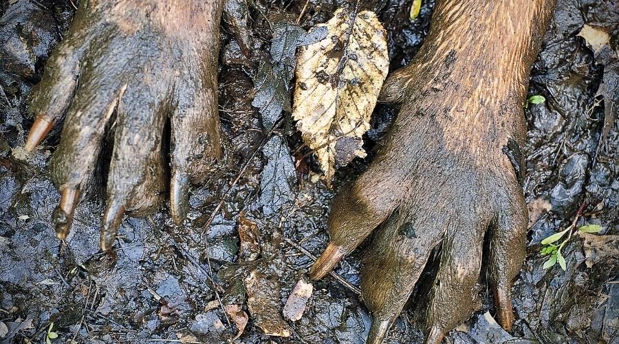 Puppy Paws Covered in Dirt