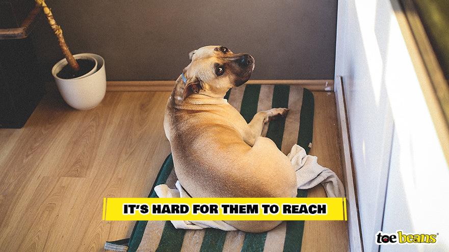 A Dog Unable to Reach an Itch Image by Toe Beans