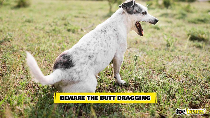 Dog Dragging Butt Outside Image by Toe Beans