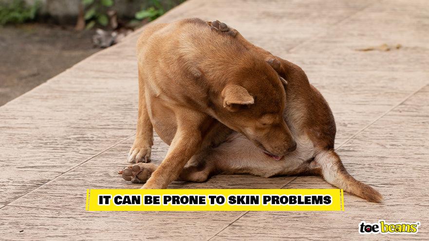 Dog Worrying at a Skin Problem Image by Toe Beans