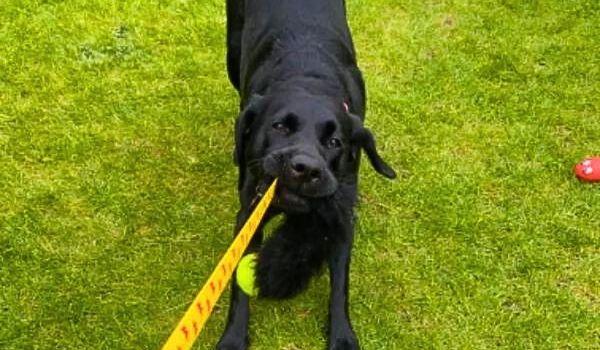 dog with tennis ball tug toy