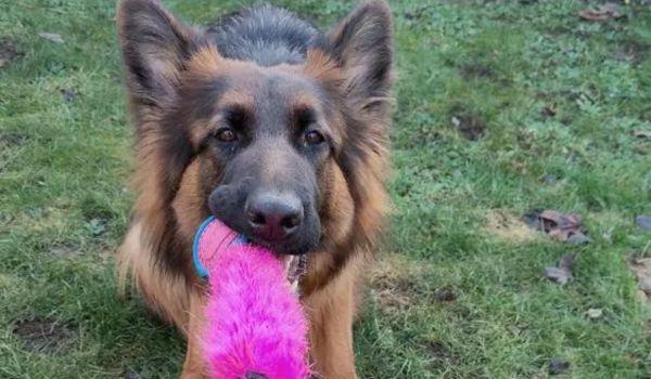 Why do dogs like fetch? This dog, who’s playing with the tough dog ball toy from Tug-E-Nuff, knows it’s all about instinct, breeding, and bonding.
