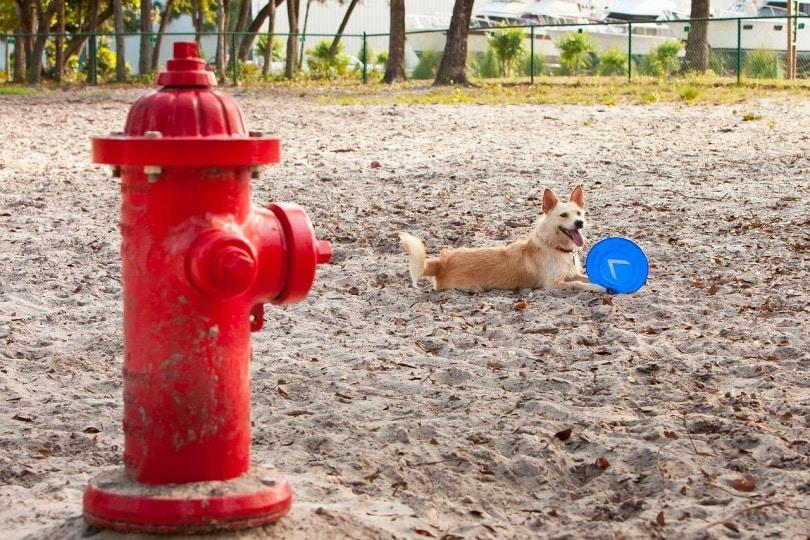 Dog in the sand near fire hydrant