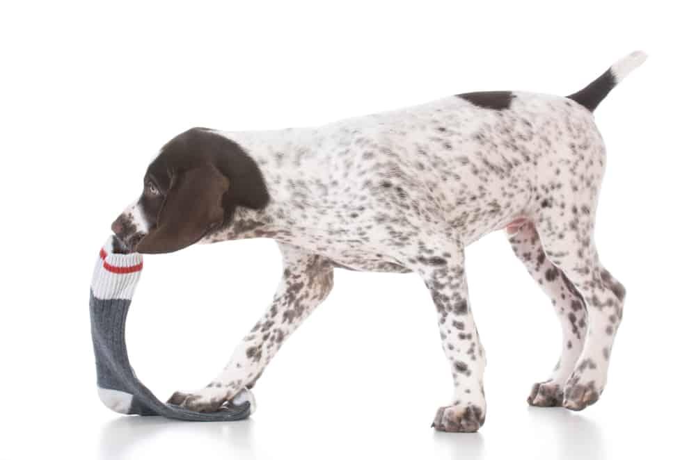 naughty german shorthair pointer puppy chewing on a sock