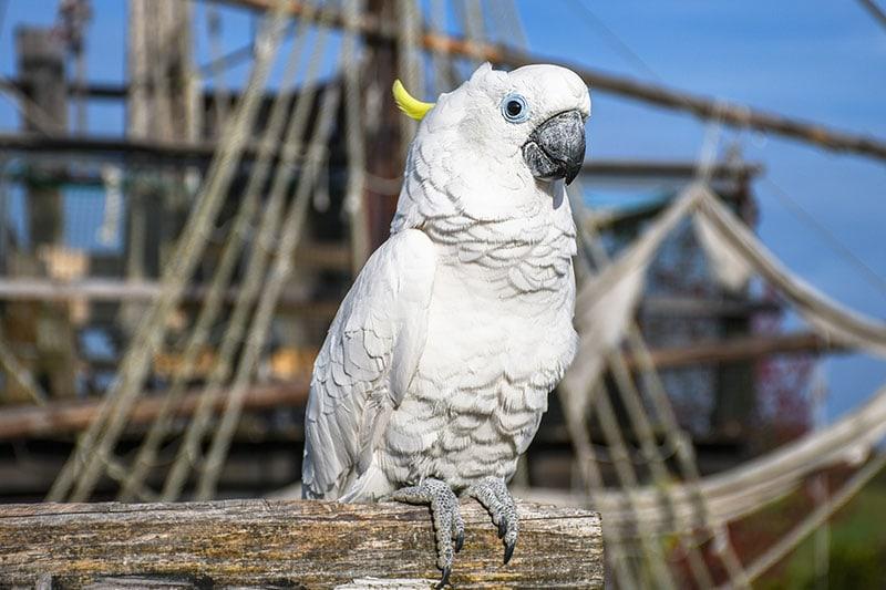 White yellow crested Cockatoo bird on an old pirate ship