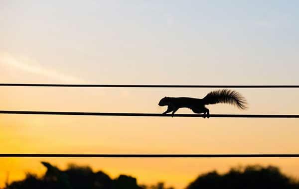 Power Outages | Squirrel on Electric Line