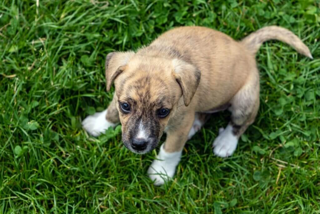 Puppy sitting in the grass