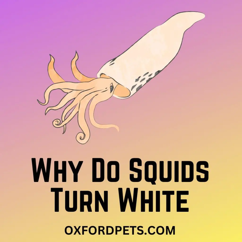 Why Do Squids Turn White