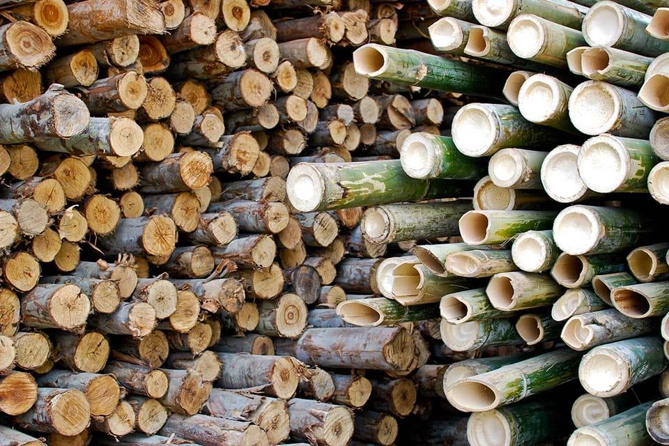 Green bamboo and hardwood piled up side by side to use as firewood