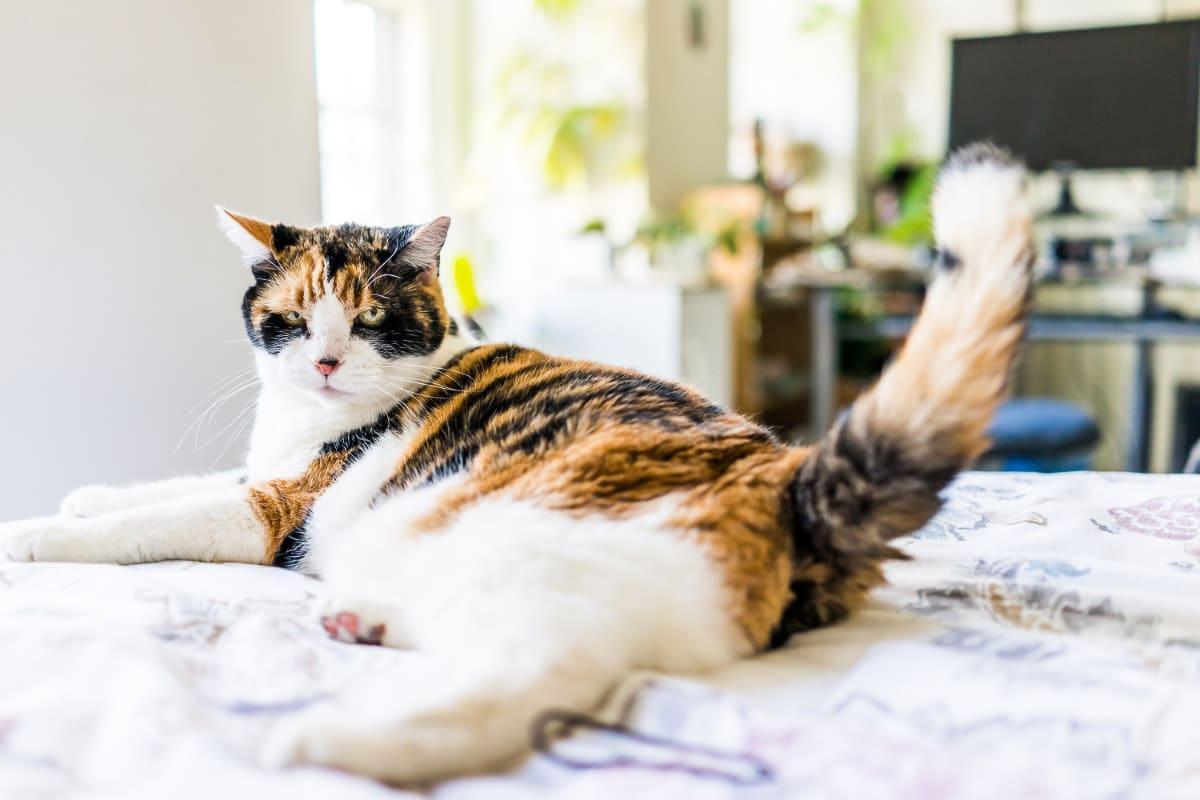 Tabby cat lying on bed with its tail raised.