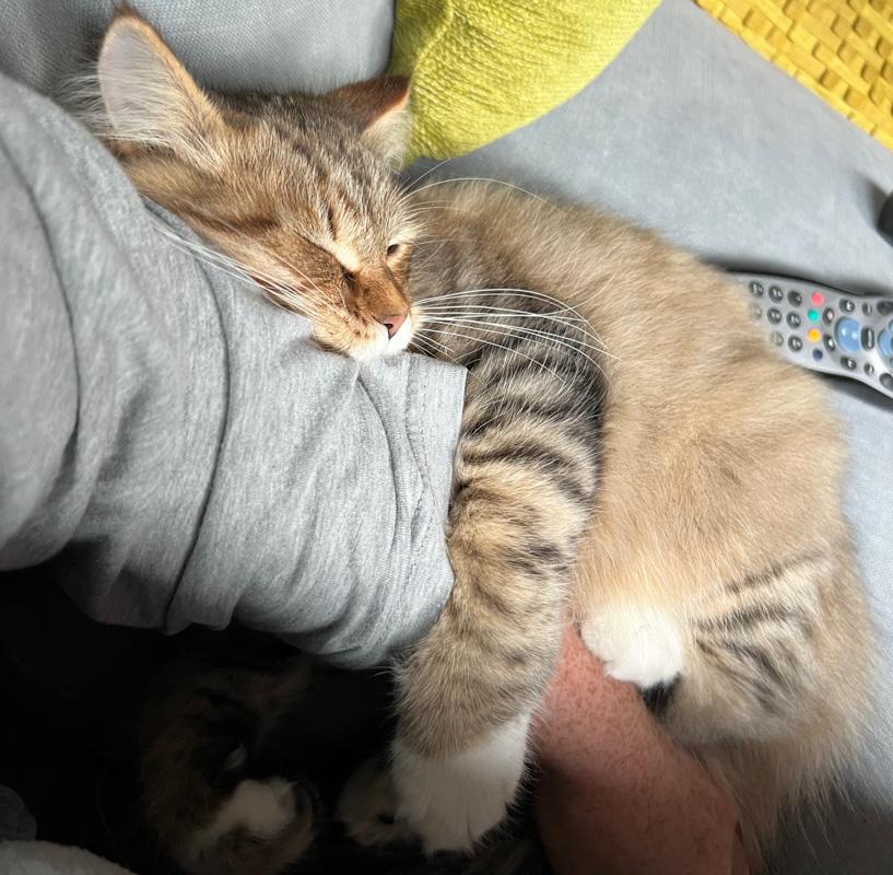 siberian cat sleeping