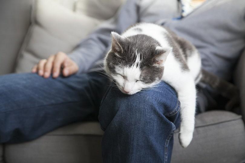 Sleeping-cat-on-your-lap_Kuiper_shutterstock