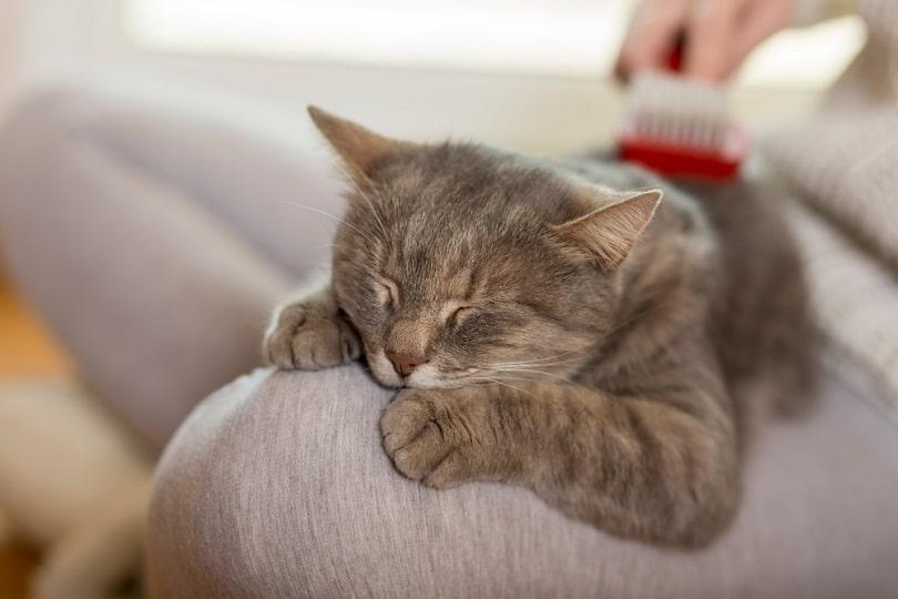 furry-tabby-cat-lying-on-its-owners-lap_Impact-Photography_shutterstock2