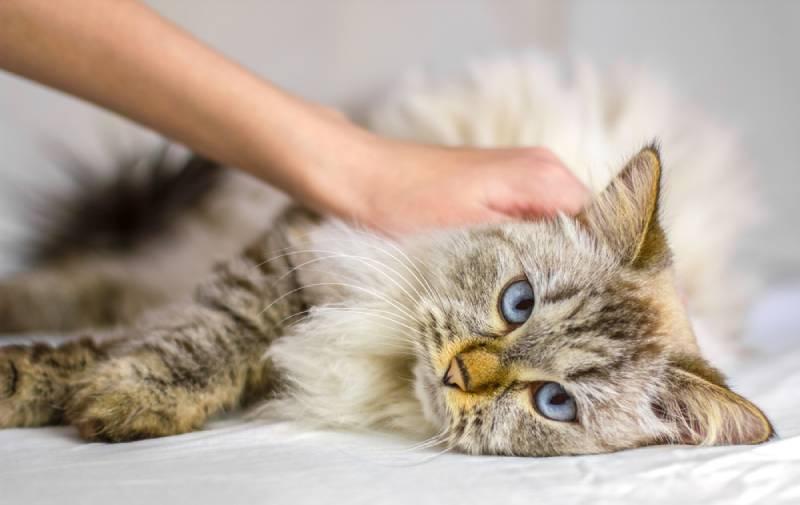 man petting a sick siberian cat