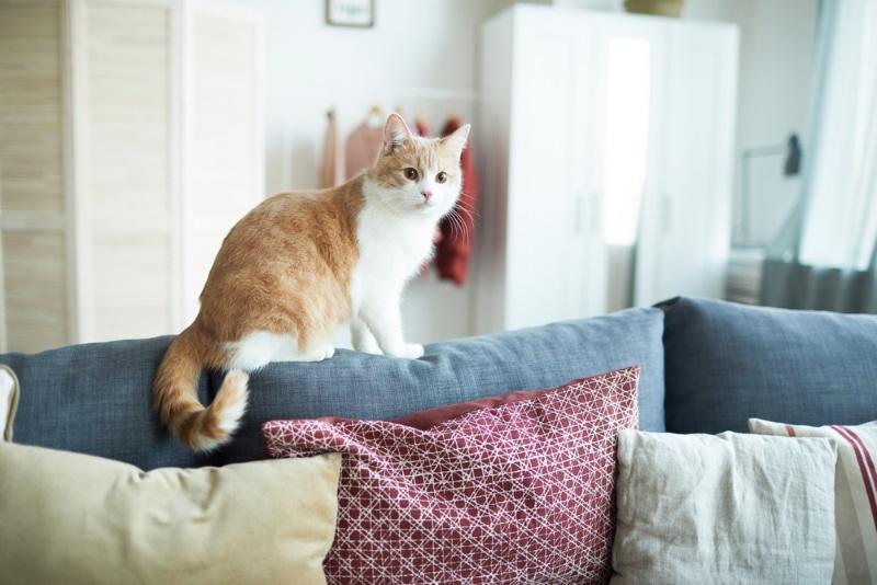 tabby cat sitting on the jute wicker rug