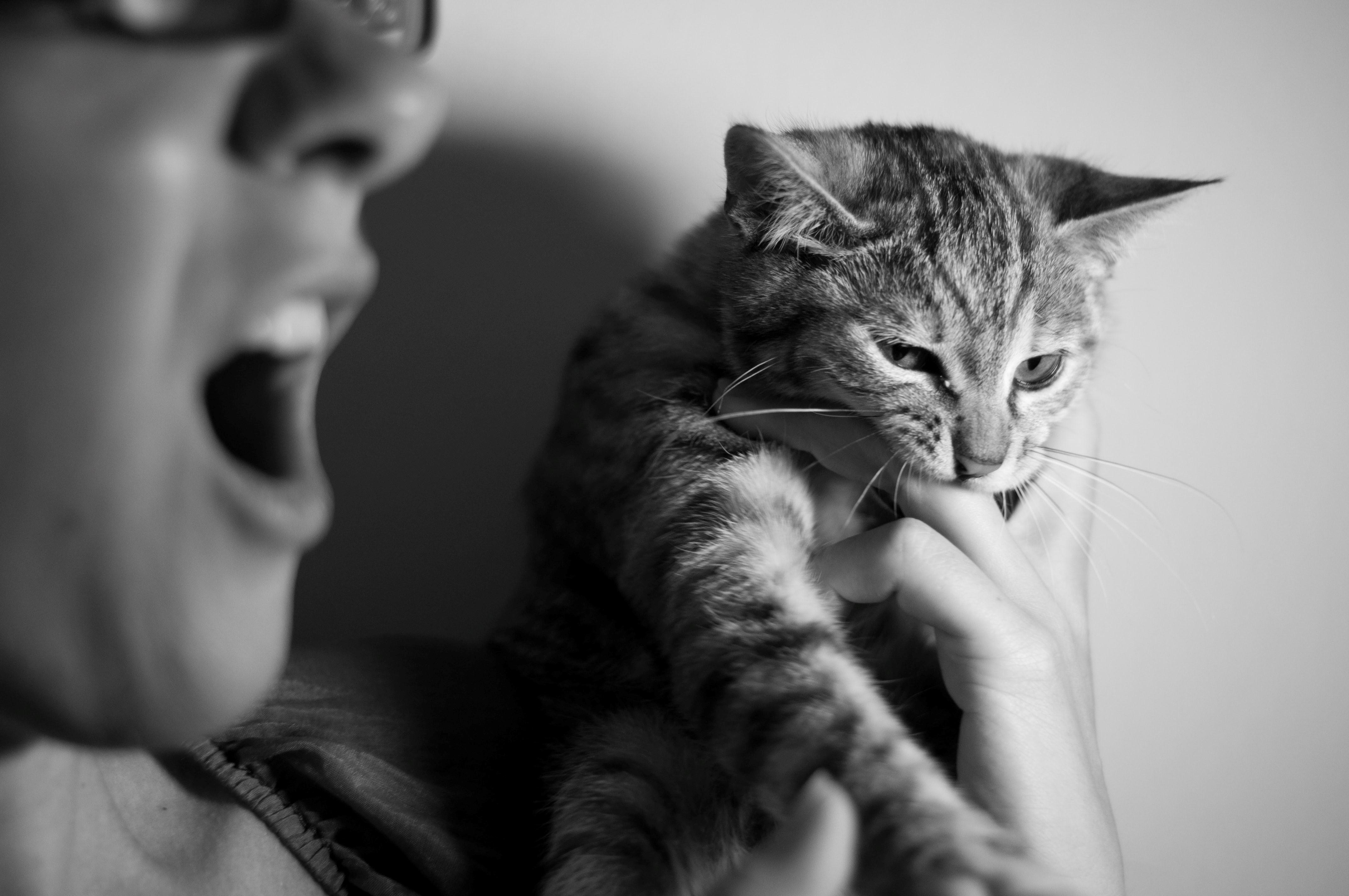 black-and-white photo of tabby cat biting a person