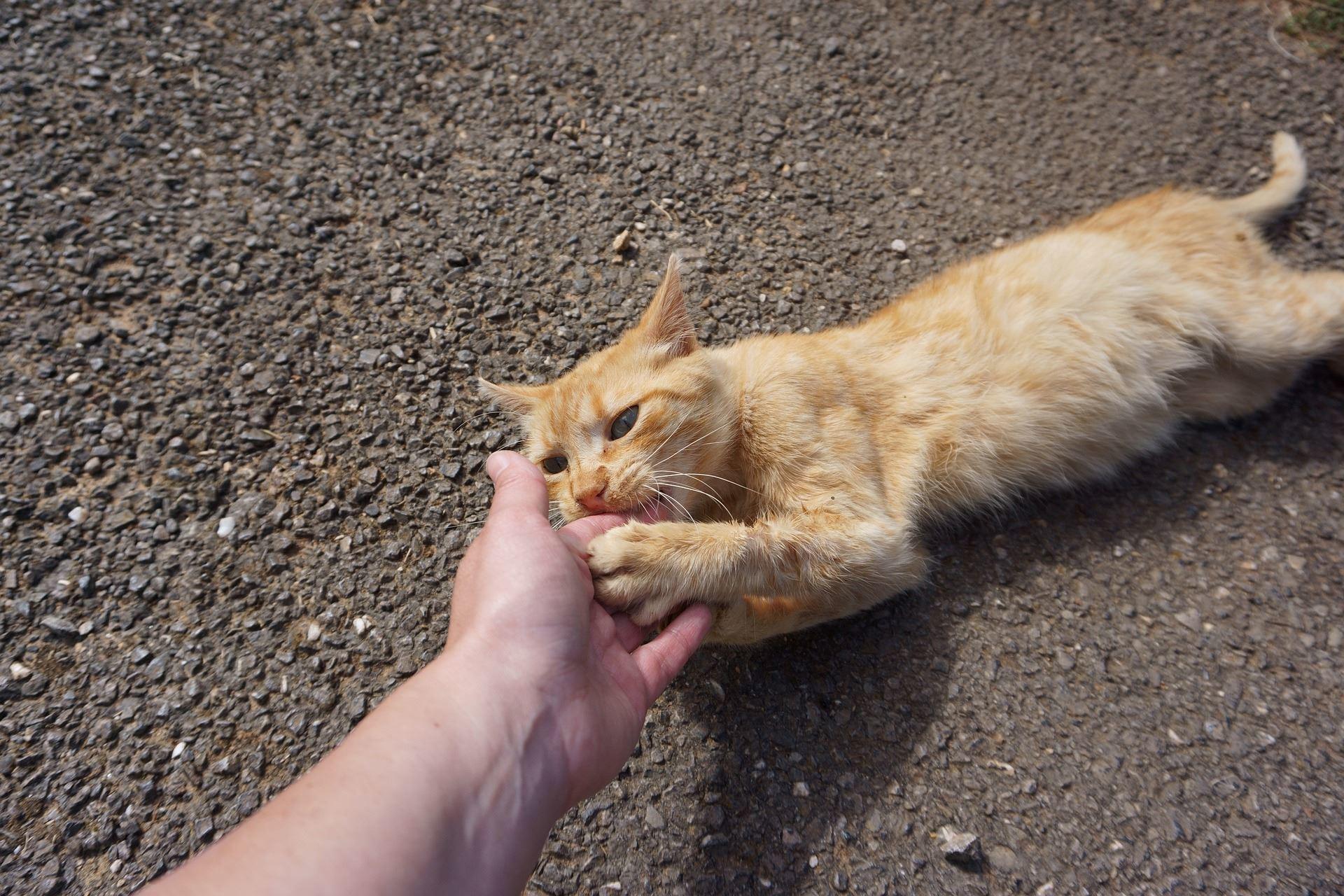 a ginger tabby cat lying on the ground and grabbing a person