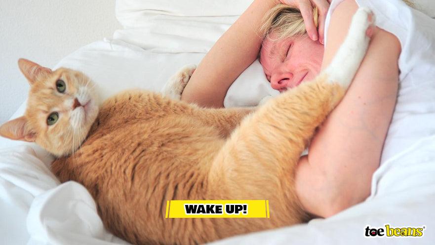 Cat Waking Up Their Owner Image by Toe Beans