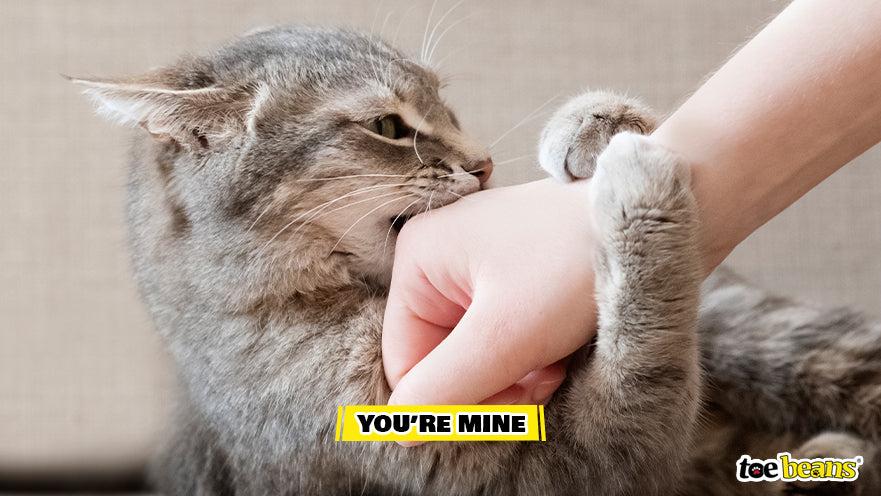 Cat Marking Owner With Their Scent Image by Toe Beans