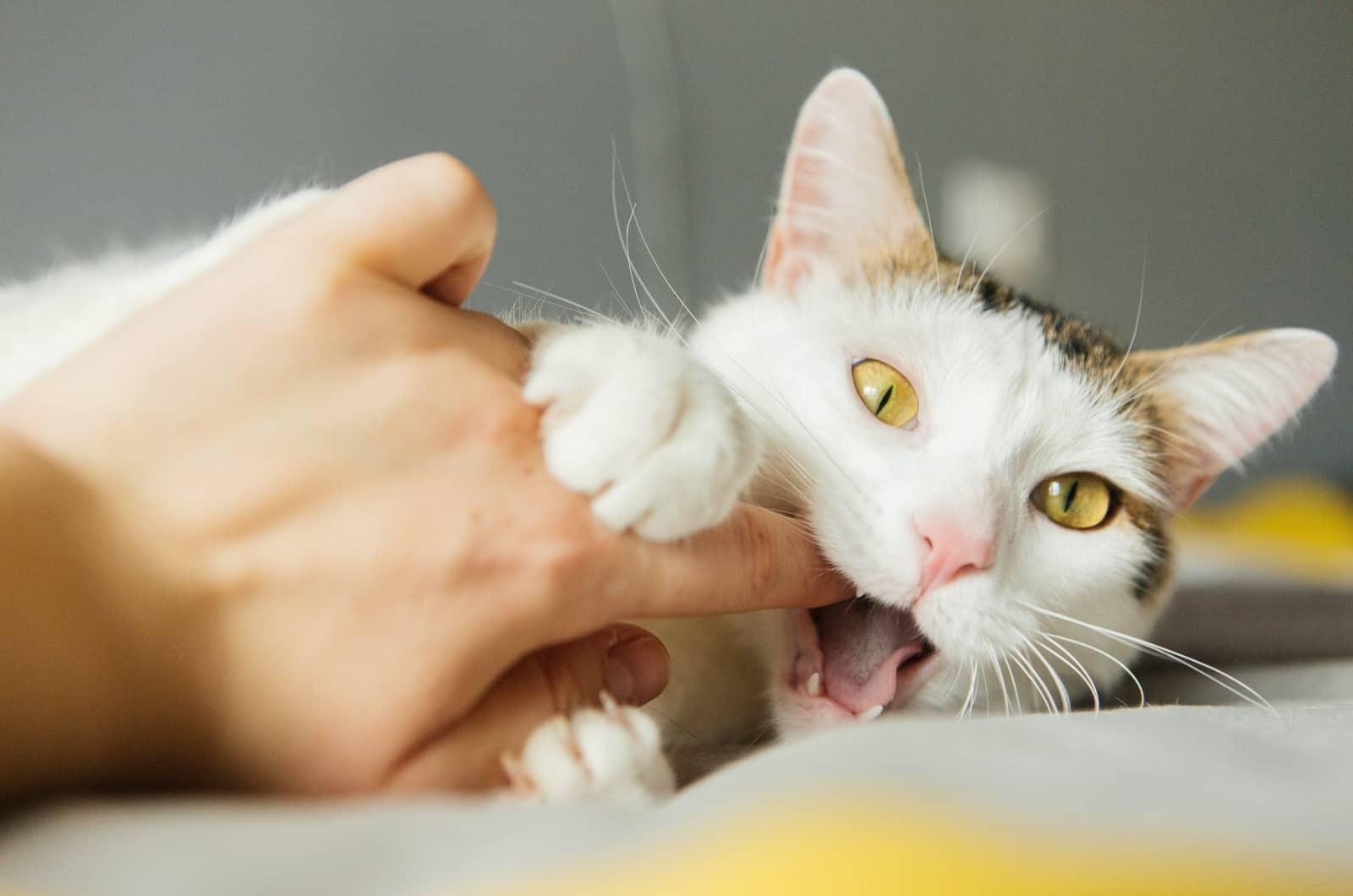 cat bitting finger