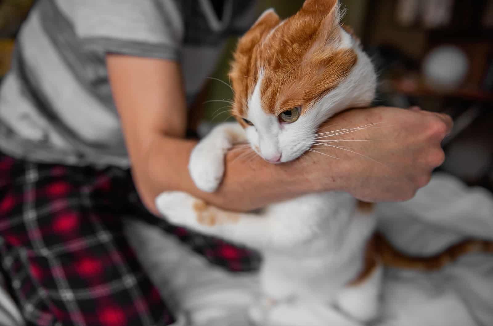 Cat bitting arm