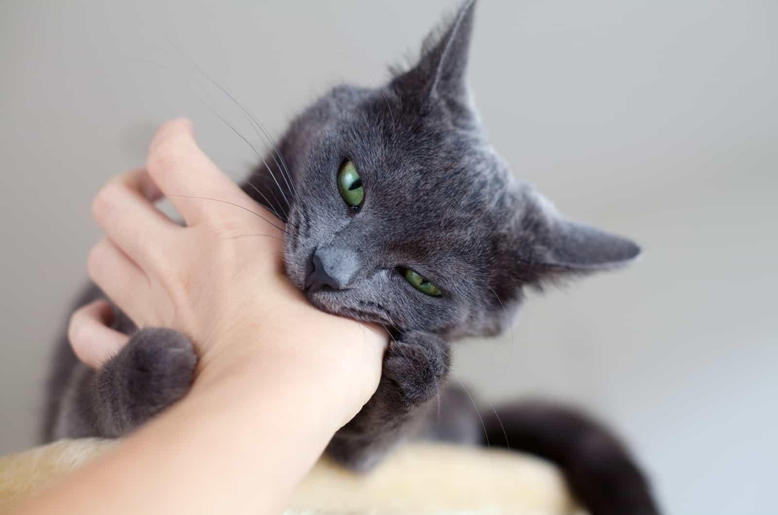 cat bitting hand