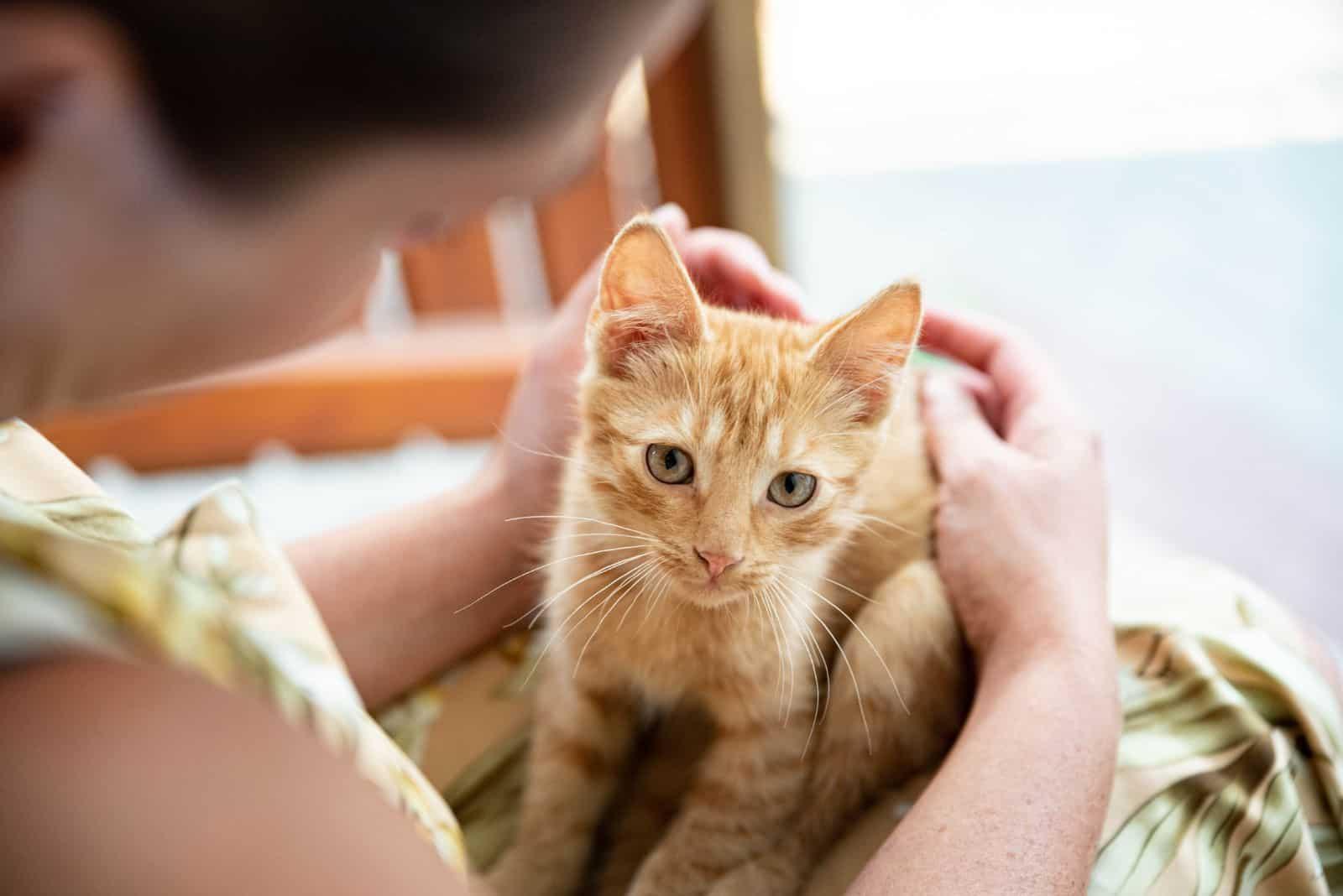 A small ginger and tabby cat on a young woman