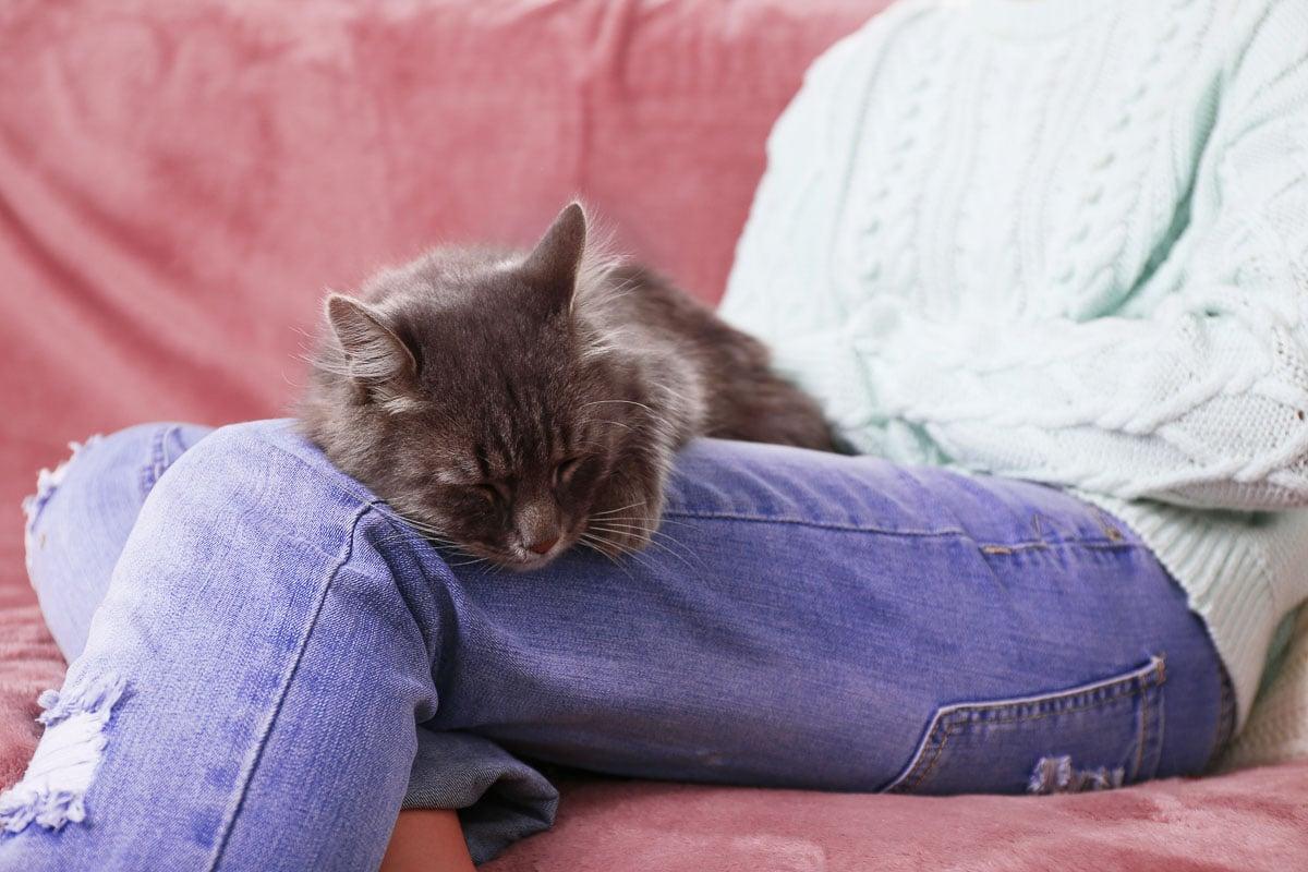 Grey lazy cat sleeping on woman