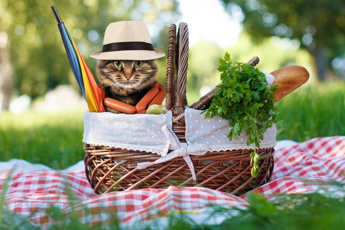 cat in picnic basket with food