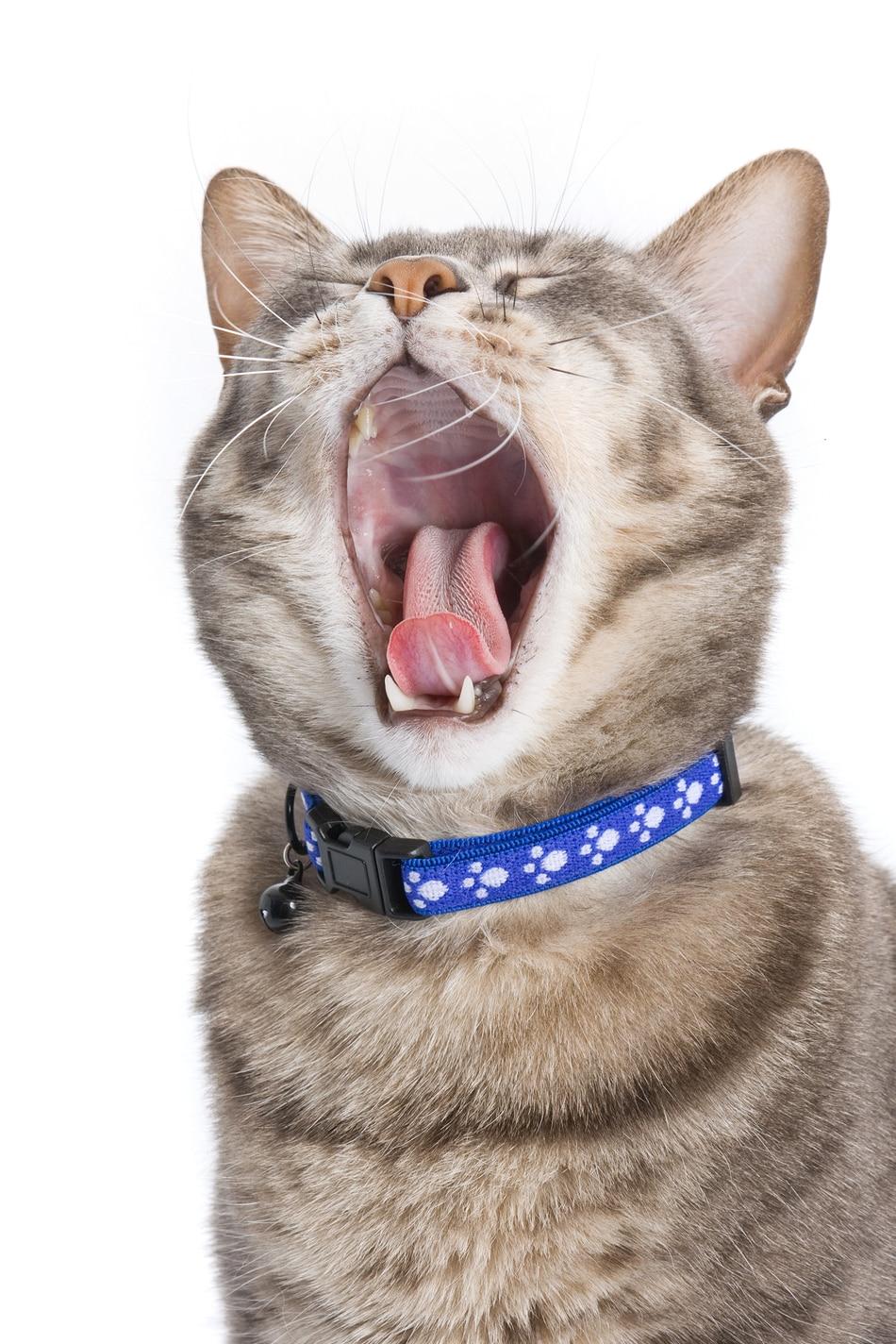 Cat in blue collar yawning.