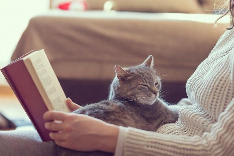 soft-furry-tabby-cat-lying-on-its-owners-lap