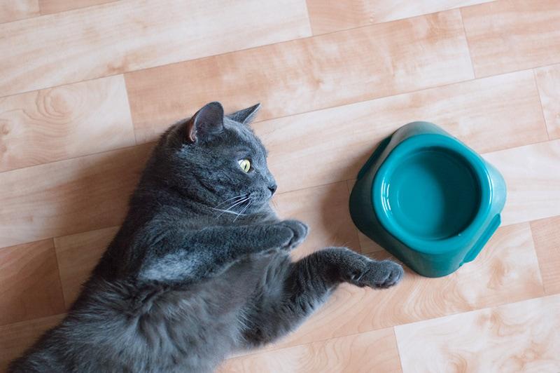 Gray cat on the floor of the room near a bowl of water