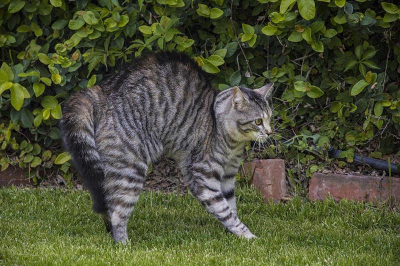 Puffed up cat afraid of a dog