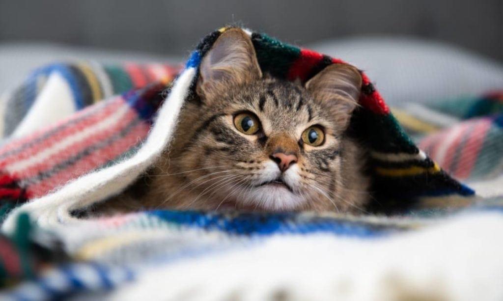 Young Fluffy Tabby Cat Hiding in Wooly Blanket